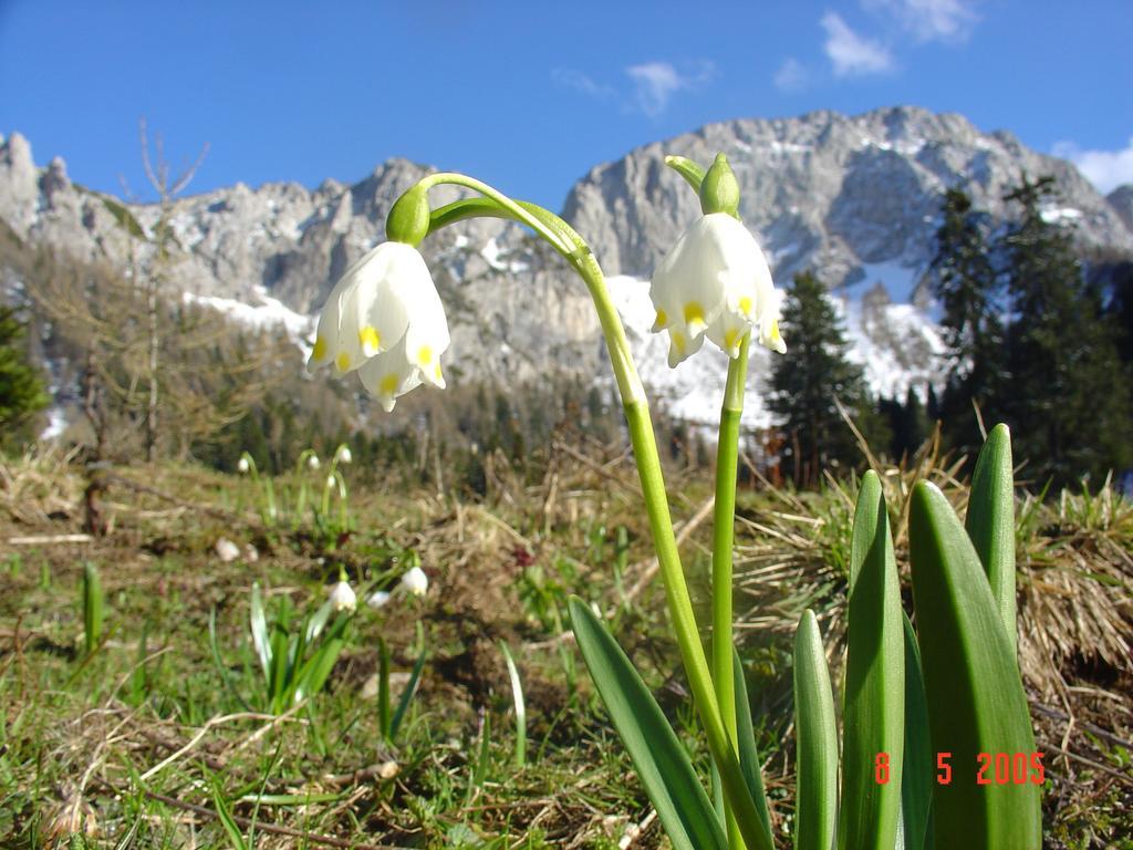 Holiday Chalet "Alpine Dreams" With Private Wellness Solcava Bagian luar foto